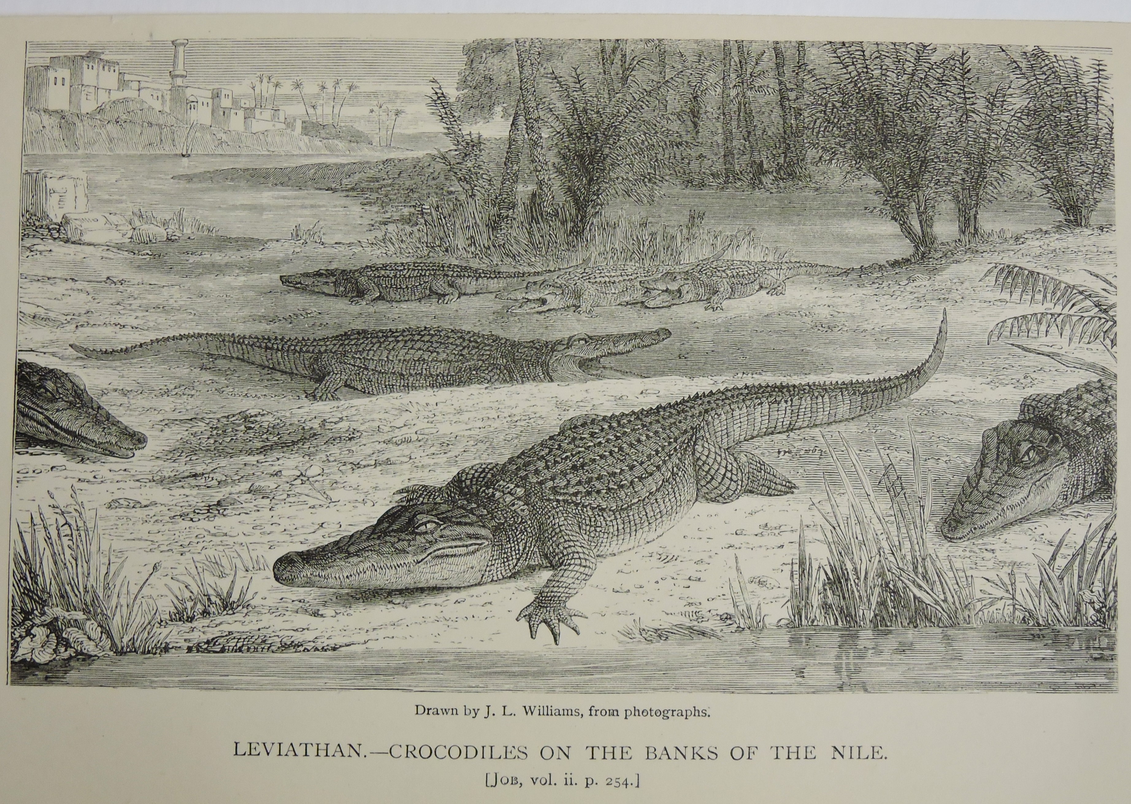 Leviathan - Crocodiles on the banks of the Nile. Bill Bagley Rocks and Minerals